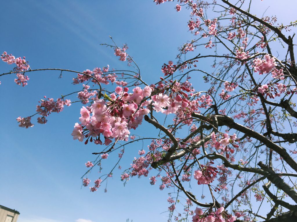 青空の下で桜が咲いている