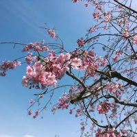 青空の下で桜が咲いている